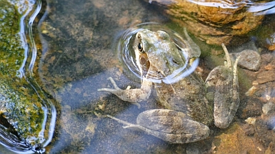 Grasfrosch, im Wasser eines Bachs liegend