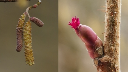 Haselblüten - männlich und weiblich