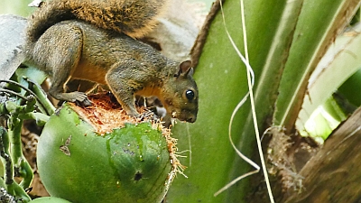 Hörnchen auf Kokosnuss