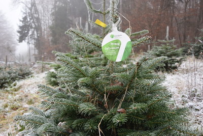 Öko-Weihnachtsbaum