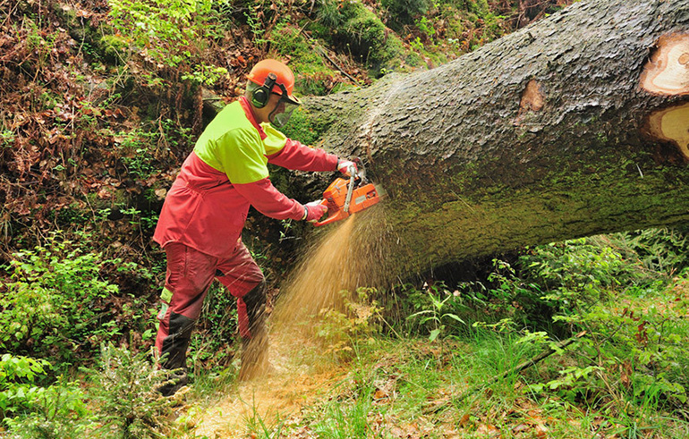 Forstwirt trennt Windwurfbaum vom Wurzelstock