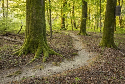 Das Bild zeigt einen Trampelpfad durch einen Laubwald