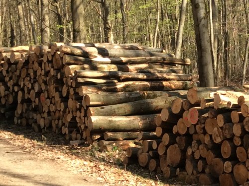 Brennholz in langer Form