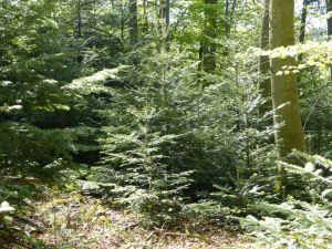 jünge Nadelbäume stehen in einem älteren Laub-Mischwald
