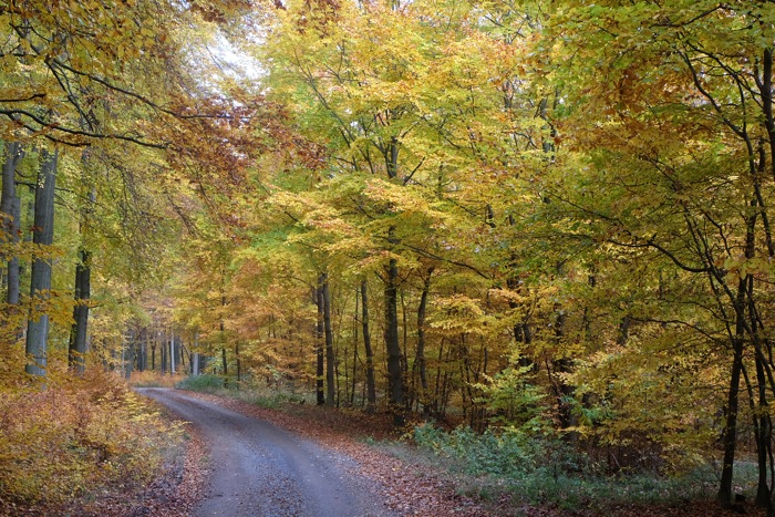 Herbstwanderung im Forstrevier Rodenbach