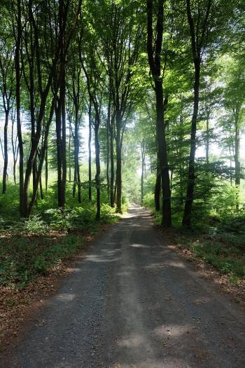Weg durch Kleinprivatwald von Monrepos Richtung Jägerstuhl