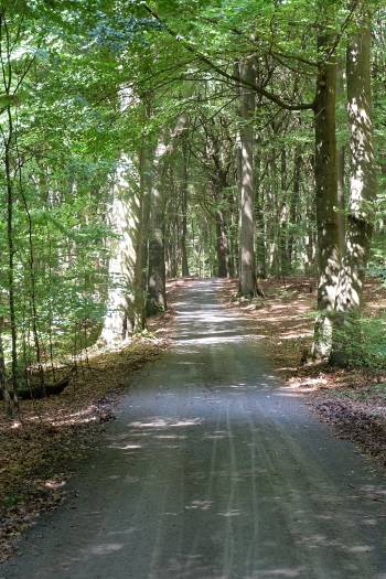 Weg durch Kleinprivatwald