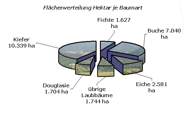Grafik: Baumarten-Flächen (Kiefer 10339 ha, Buche 7040 ha, Fichte 1627 ha, Eiche 2581 ha, Douglasie 1704 ha, übrige Laubbäume 1744 ha