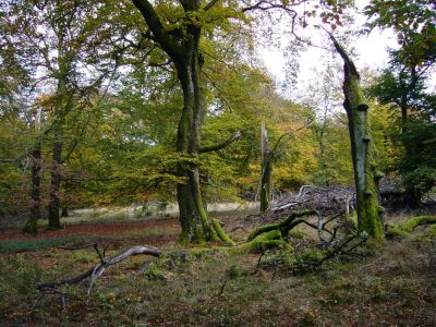 Naturwaldreservat mit wenigen Buchenbäumen im Herbstlaub, in der Mitte eine stehende lebendige Buche, rechts davon ein stehender toter Baum mit Pilzkonsolen und im Vordergrund liegendes Totholz am Boden