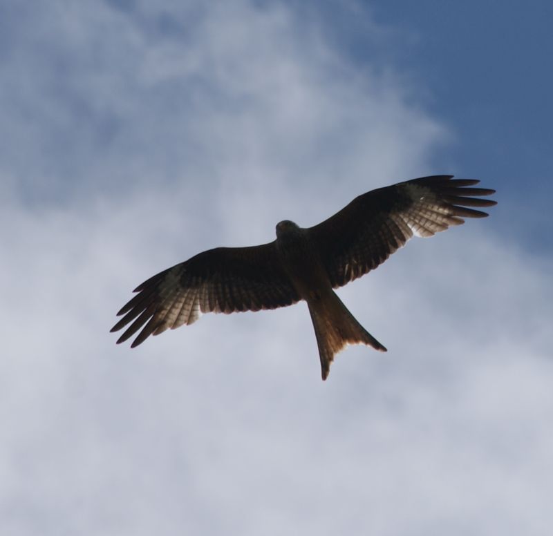 Silhouette eines Greifvogels von unten in den Himmel geschaut. Der Greifvogel mit den ausgebreiteten Schwingen ist der Rote Milan gut erkennbar am gegabelten Schwanz 