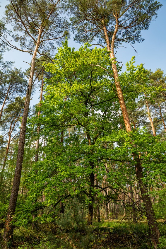 Bild Kiefernbestand Exkursion Das Bild zeigt einen Waldbestand aus Kiefern und Buchen