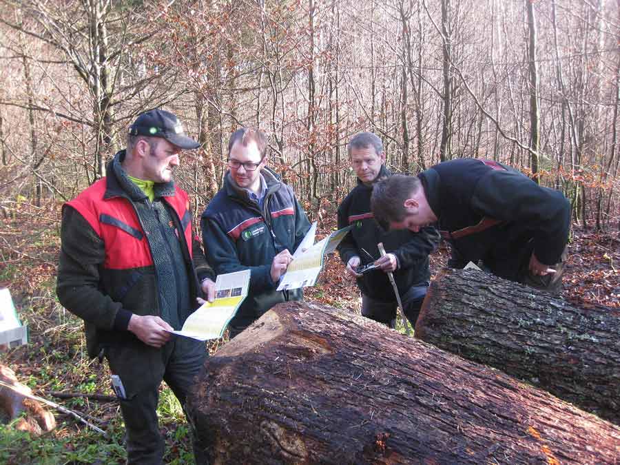 Forstreferendar Michael Gerster erklärt die Qualitätsmerkmale von Eichenstammholz