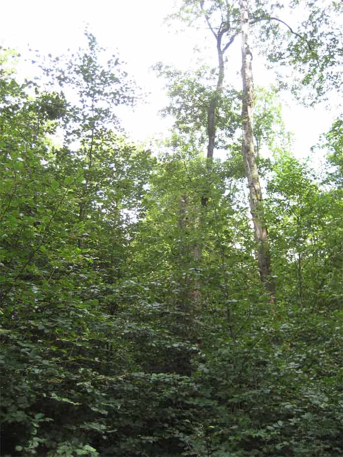 Totholz und Biotopbäume im besuchten Waldrefugium.