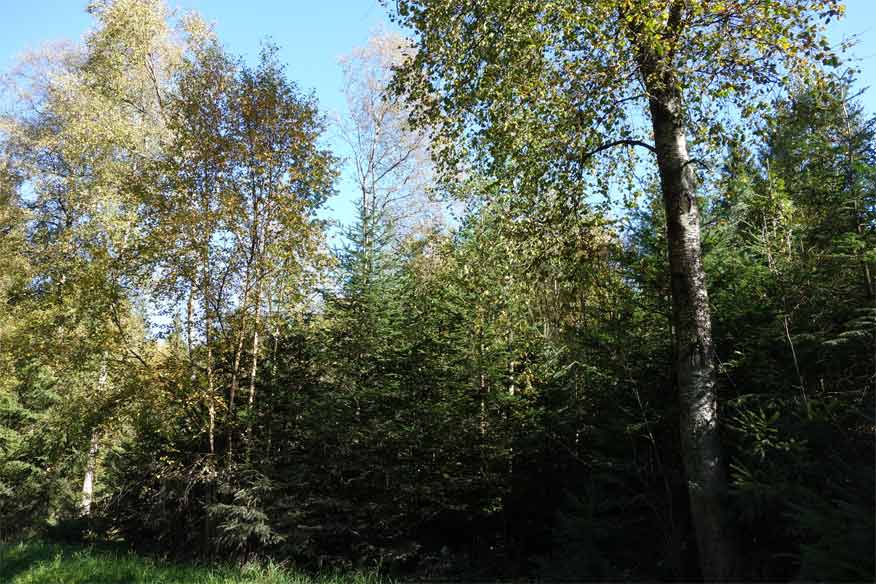 Birkenvorwald schützt junge Tannen vor Frost