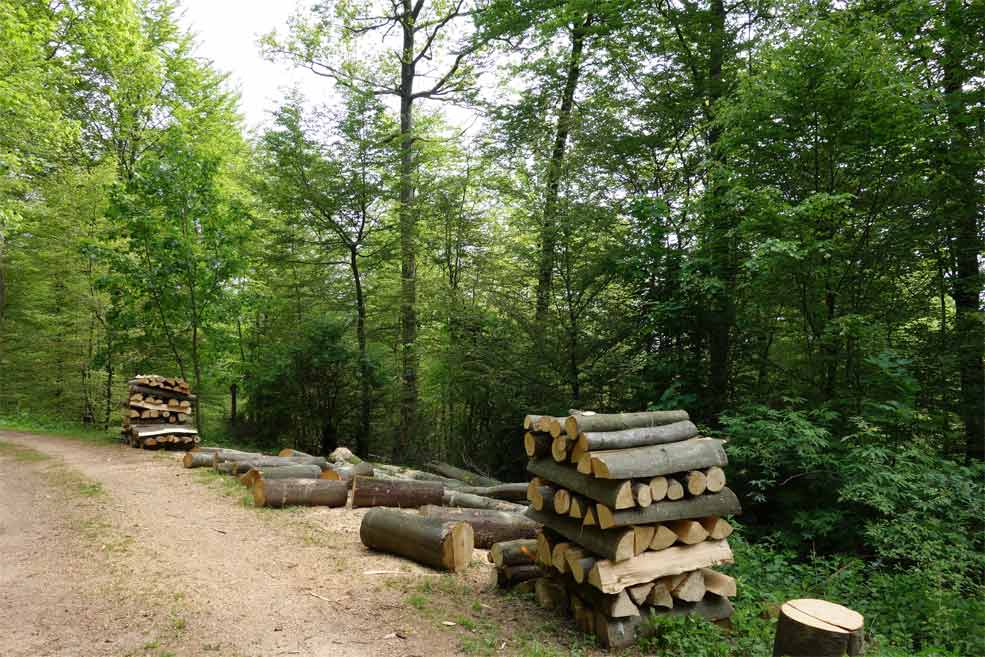 Produktion  von Brennholz für die Region. Dieses wird von den Selbstwerbern aufgearbeitet.
