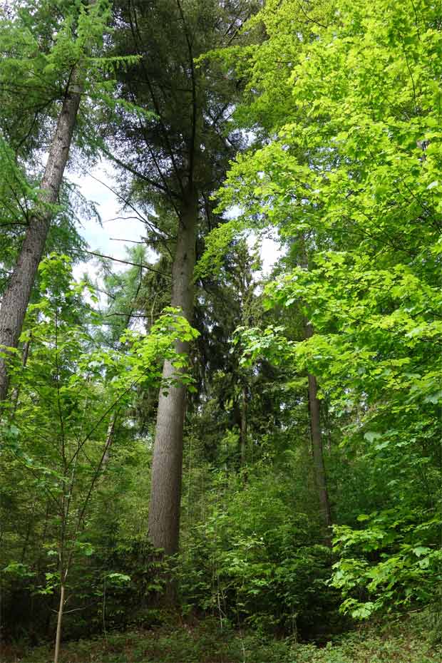 Produktion von Douglasien- und Lärchenwertholz in einem struktur- und baumartenreichen Waldort im Tettenbusch