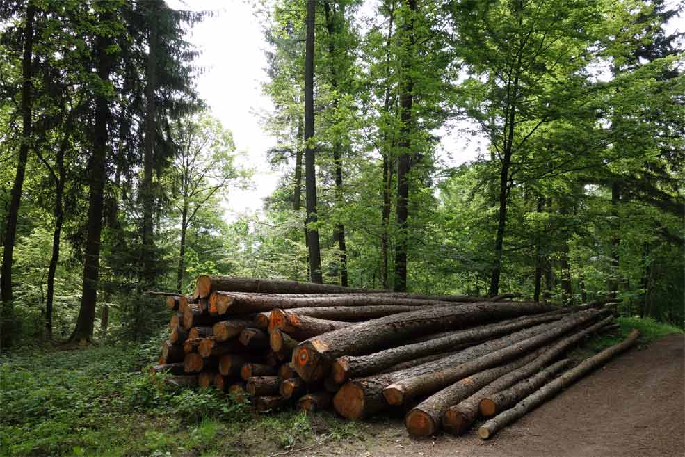 Lärchenstammholz in Form von Langholz für die lokale Sägeindustrie