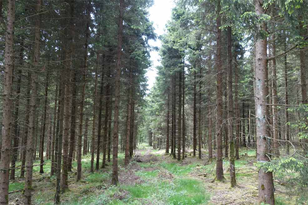Die Feinerschließung der Waldorte durch Rückegassen verhindert eine flächige Befahrung des Waldes und schützt dadurch den Boden sowie die Bäume in der Fläche vor Befahrungsschäden.